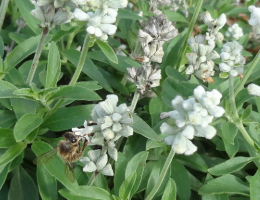 Salvia-Evolution White.